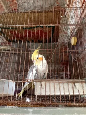Running Pied Cockatiel Pair