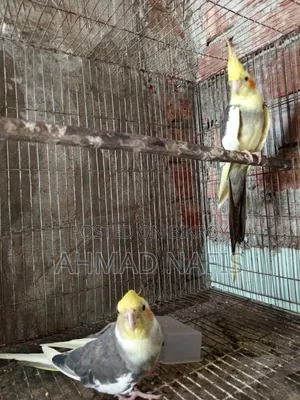 Running Pied Cockatiel Pair