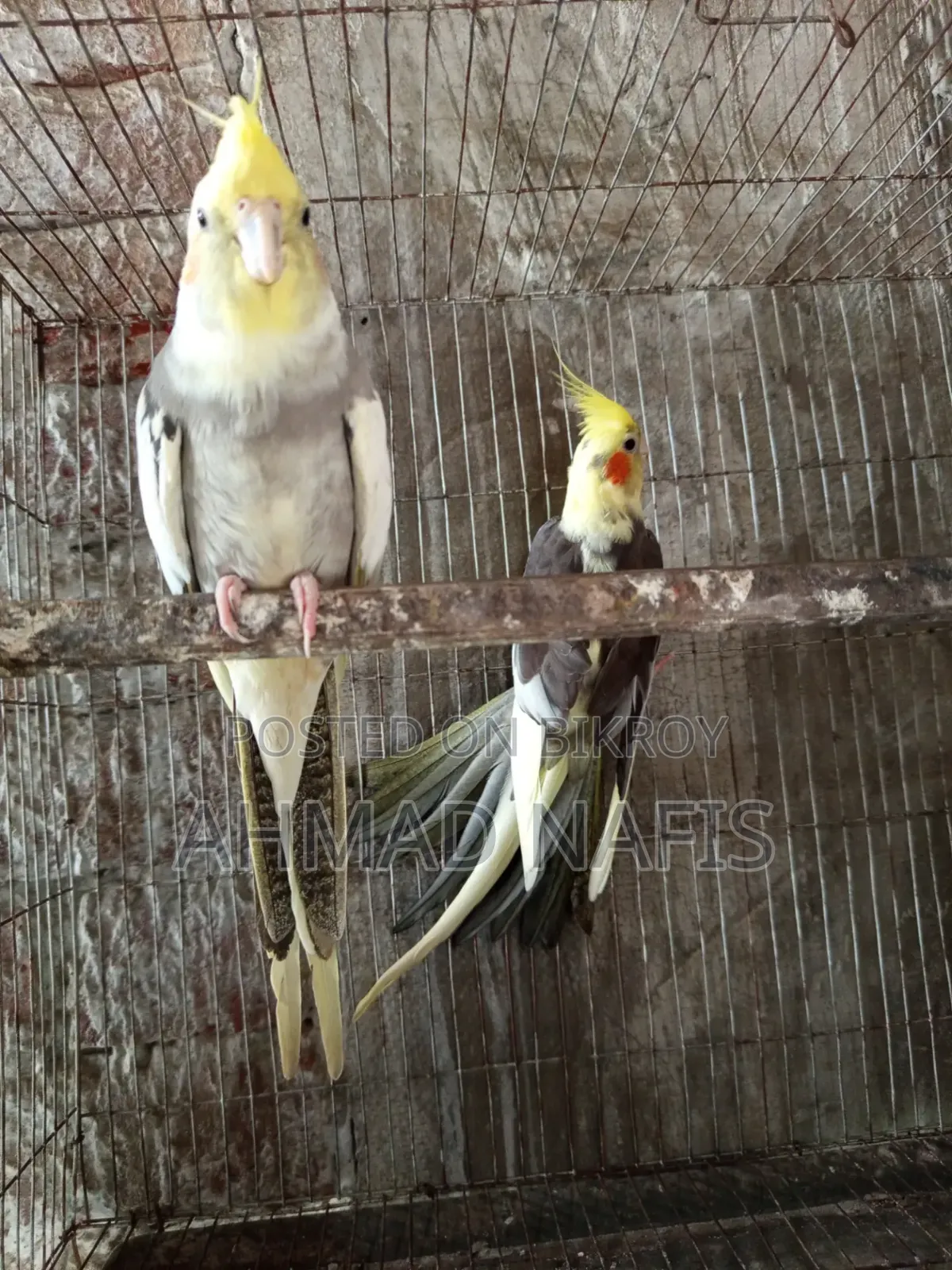 Running Pied Cockatiel Pair