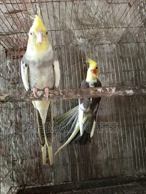 Running Pied Cockatiel Pair