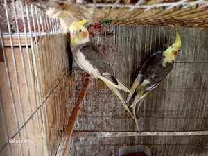 Running Pied Cockatiel Pair