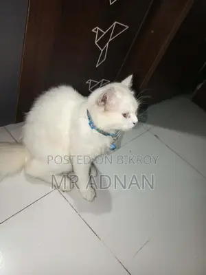৩-৬ মাস বয়সী পুরুষ মিক্সড ব্রিড পার্সিয়ান