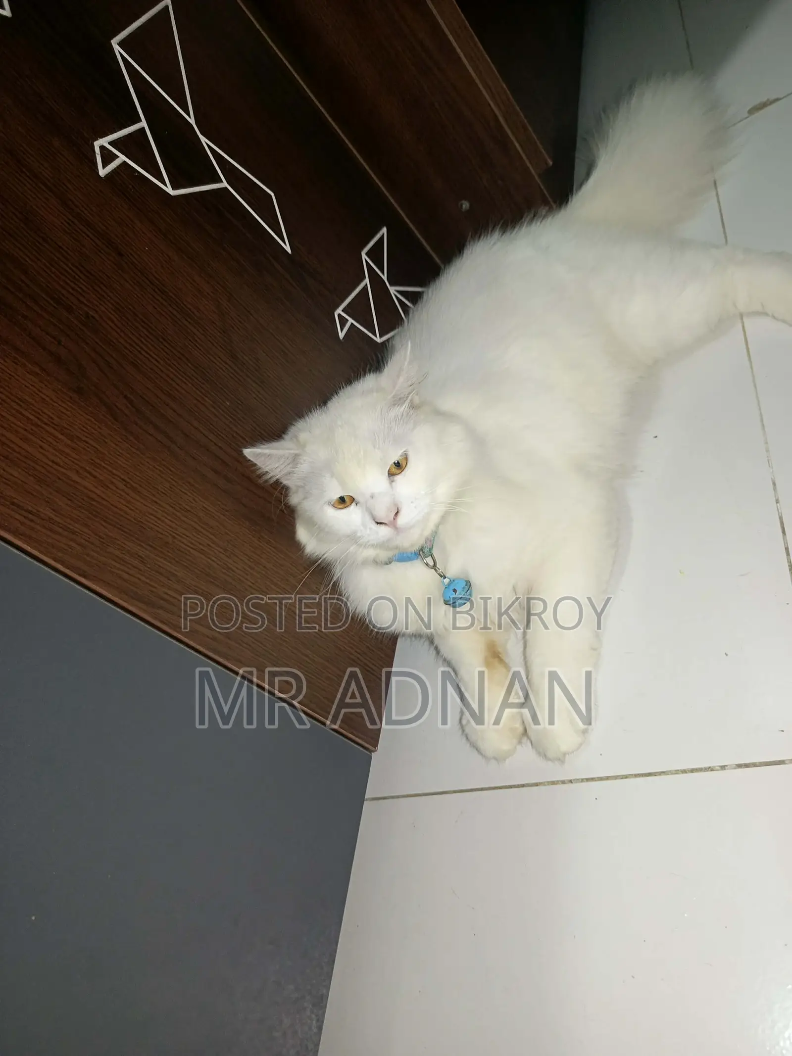৩-৬ মাস বয়সী পুরুষ মিক্সড ব্রিড পার্সিয়ান
