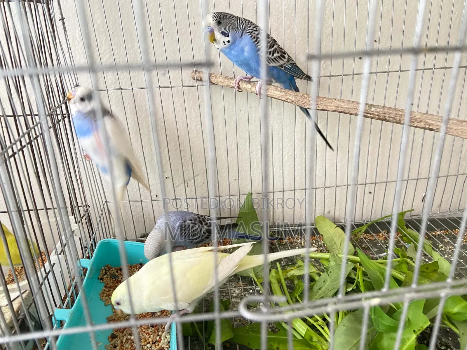 Budgerigar Bird