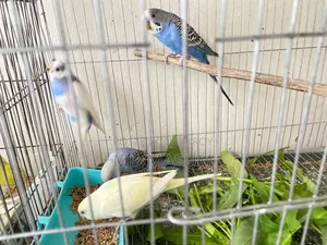 Budgerigar Bird