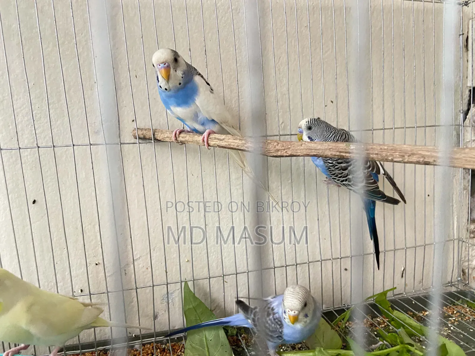 Budgerigar Bird