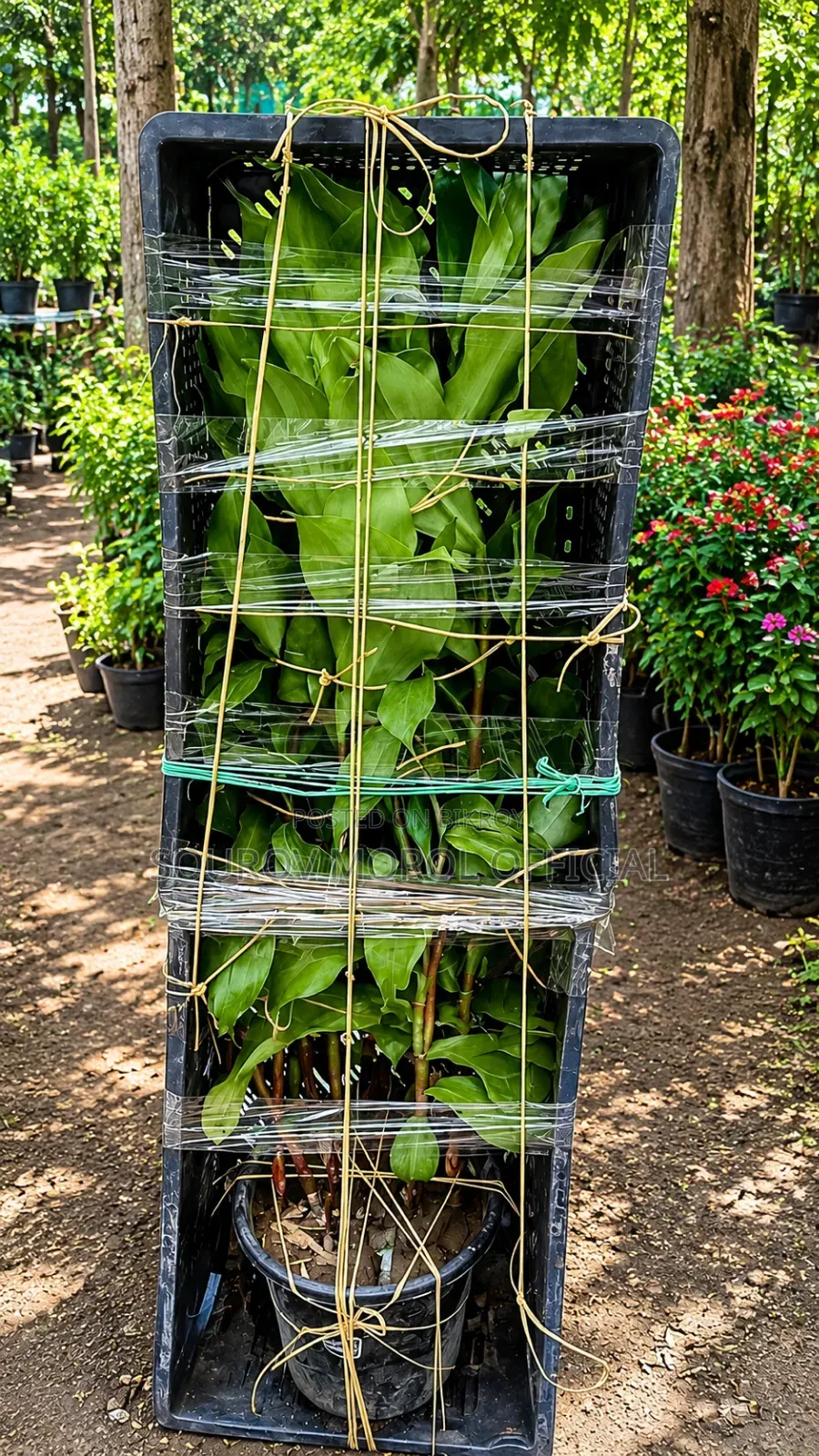 Insulin Plant