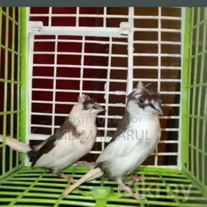 Finch bird running, head has a crest, very good