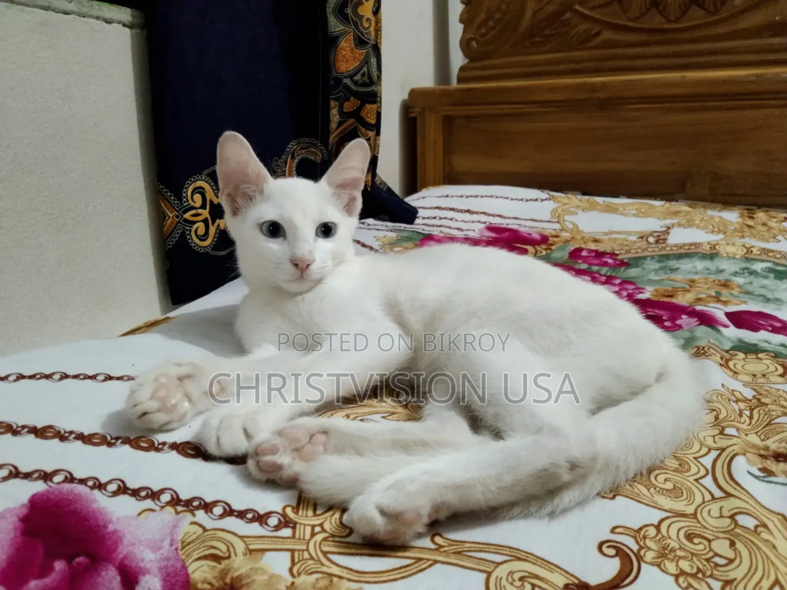 1-3 Months Male Mixed Breed Persian