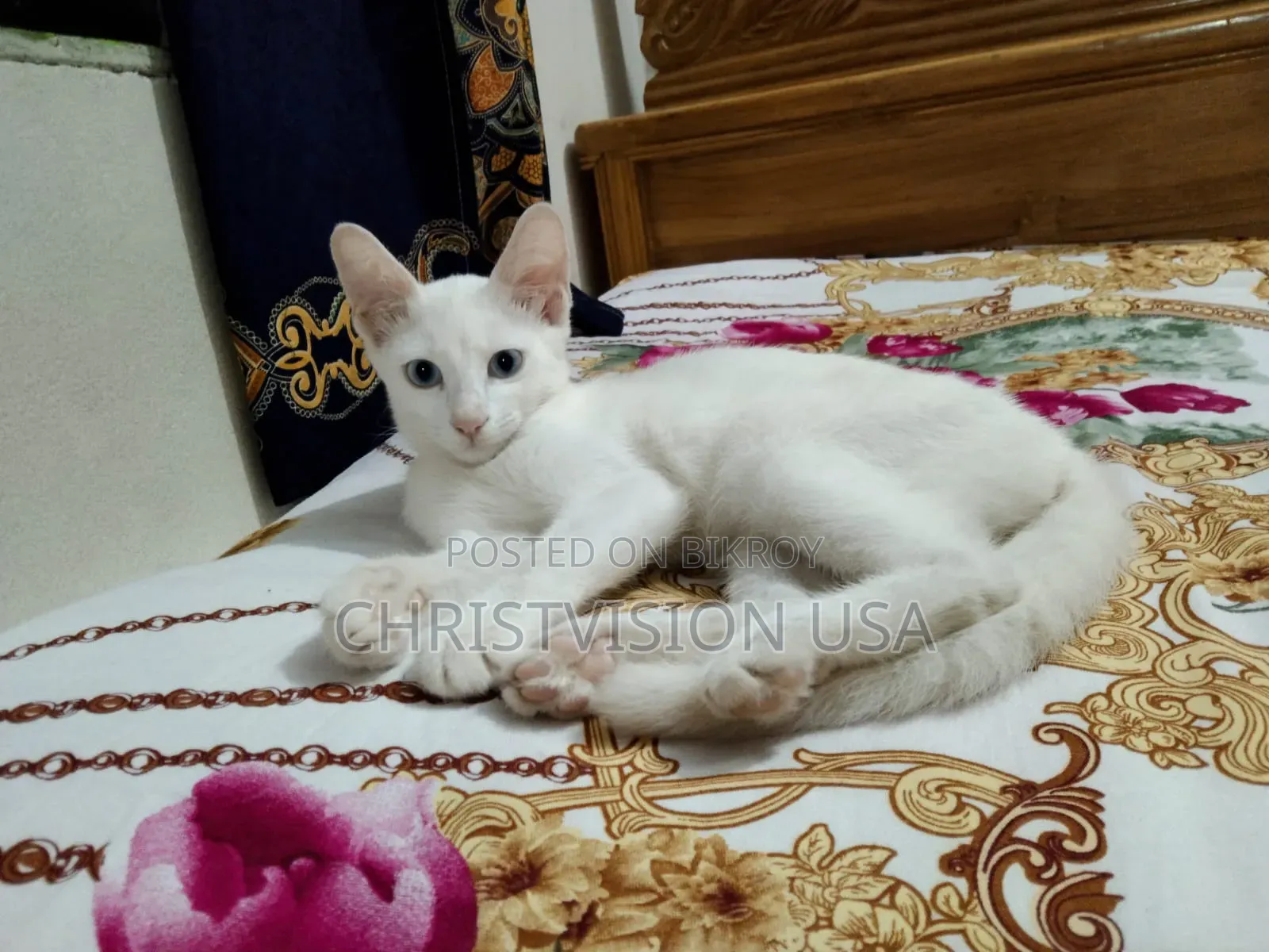 1-3 Months Male Mixed Breed Persian