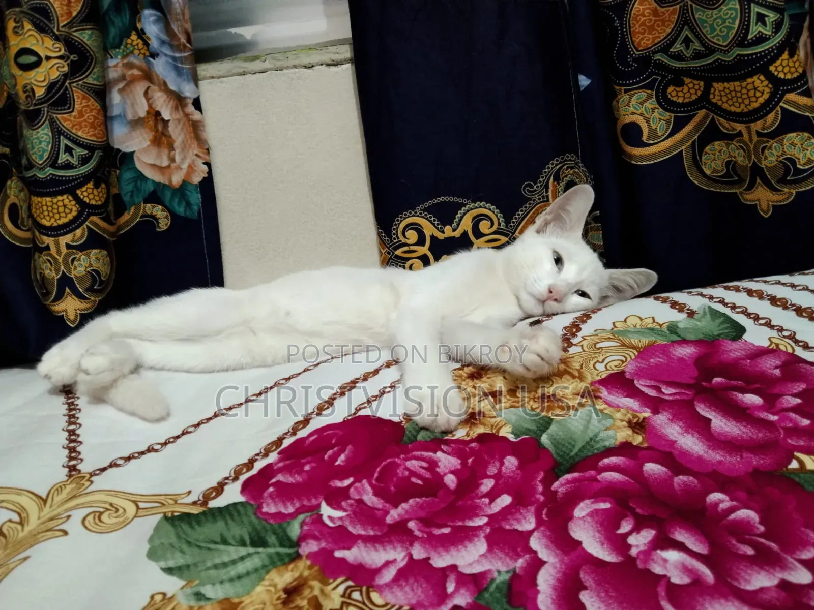 1-3 Months Male Mixed Breed Persian