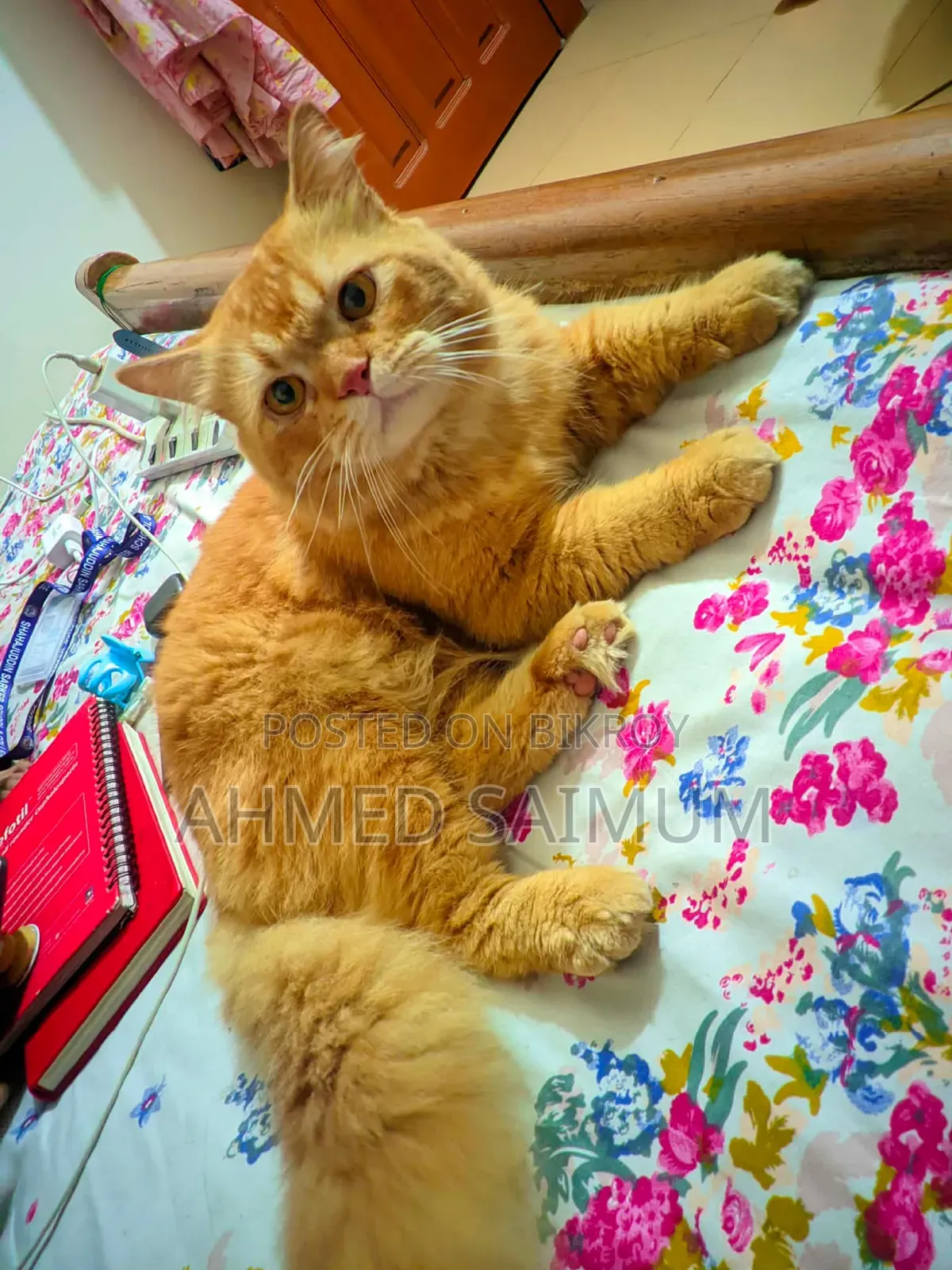 1+ year Male Purebred Persian Cat