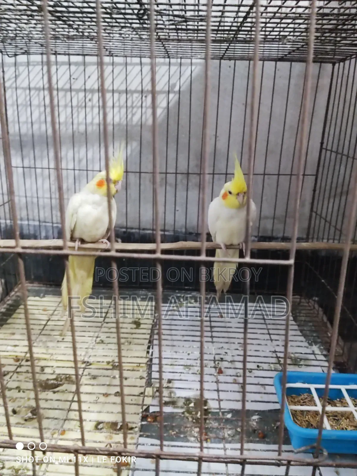 Lutino Red Eye Pair