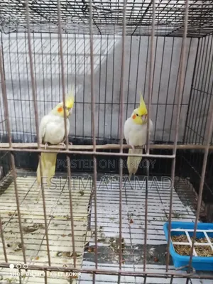 Lutino Red Eye Pair
