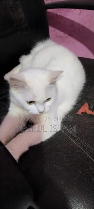 6-12 Months Female Mixed Breed Persian