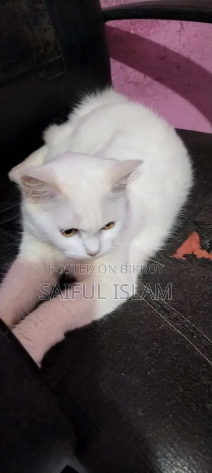 6-12 Months Female Mixed Breed Persian