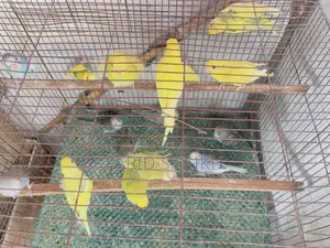 15 Budgerigar chicks