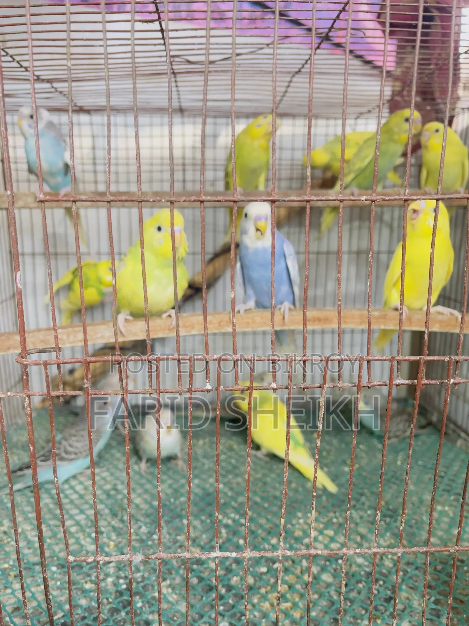 15 Budgerigar chicks