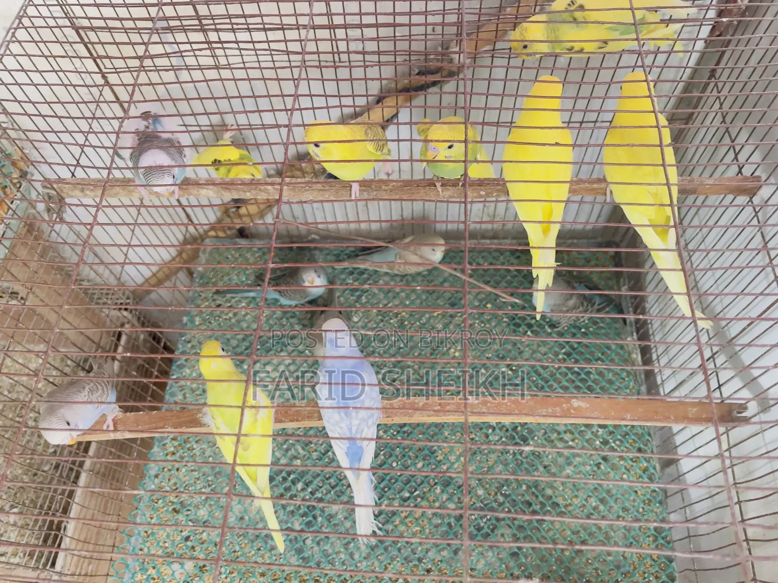 15 Budgerigar chicks