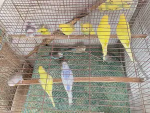 15 Budgerigar chicks