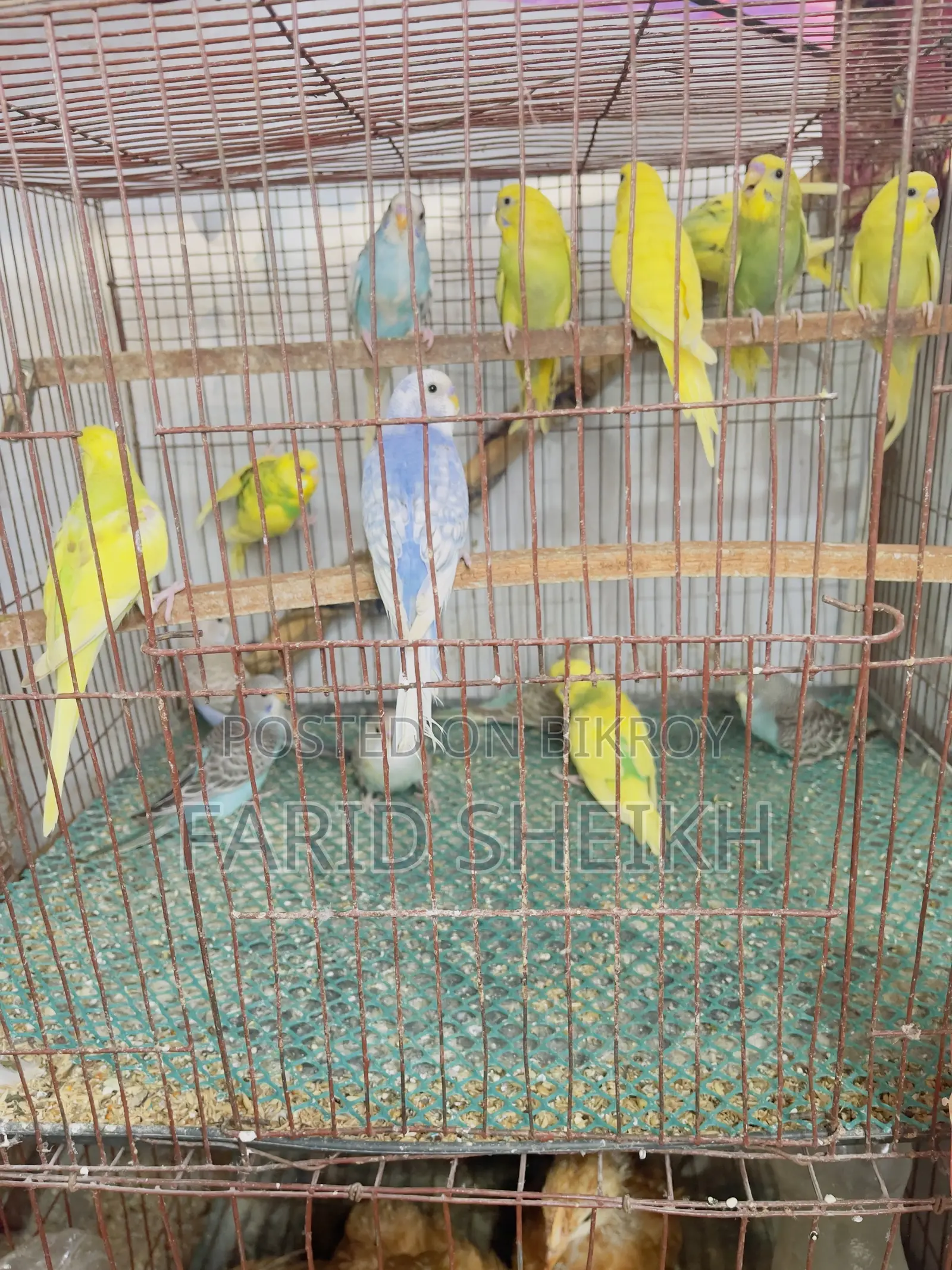 15 Budgerigar chicks