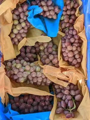 Russian Baikonur Grape Saplings