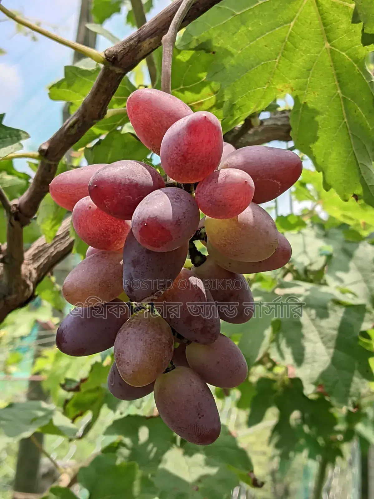 Russian Baikonur Grape Saplings