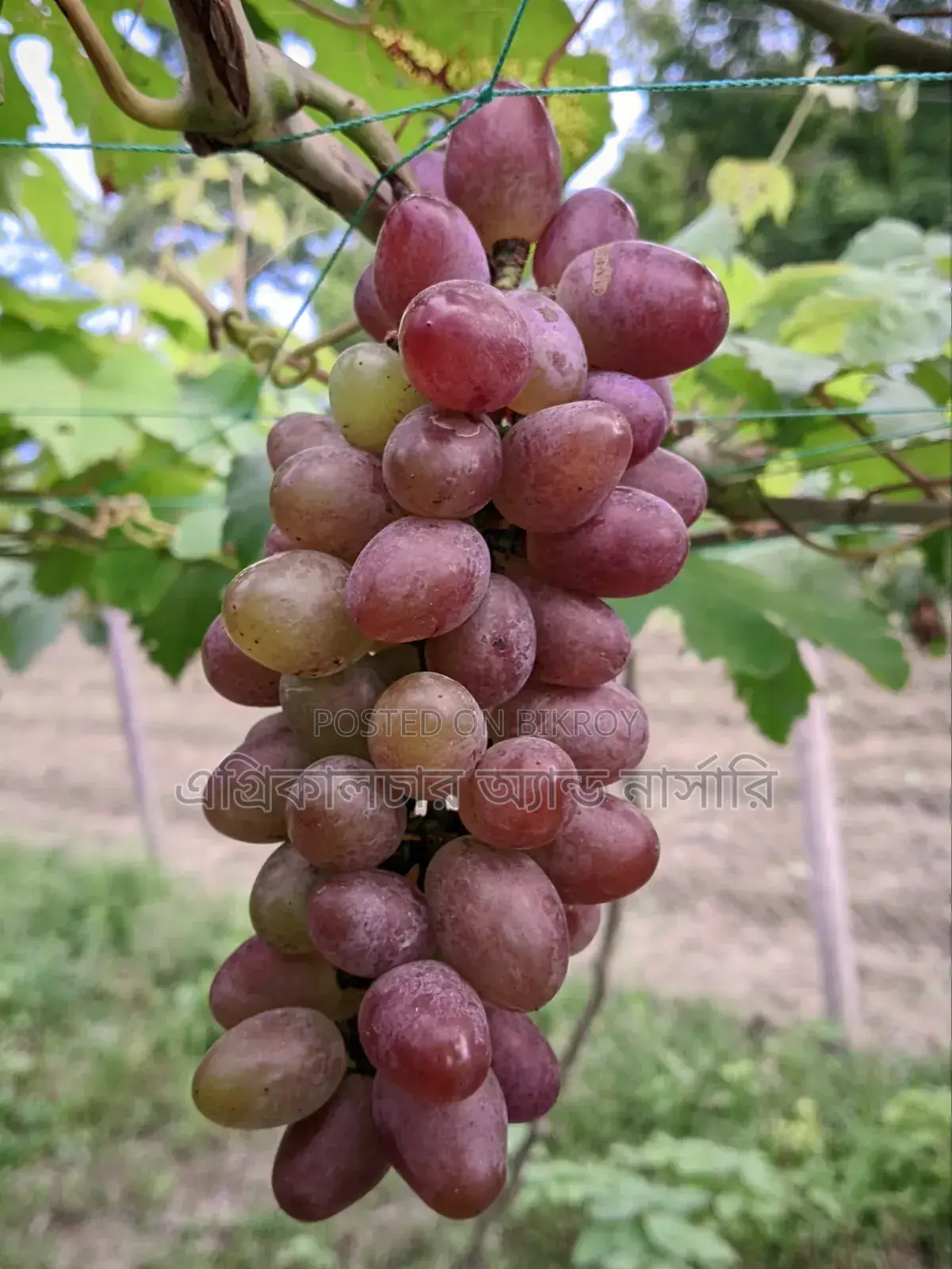 Russian Baikonur Grape Saplings