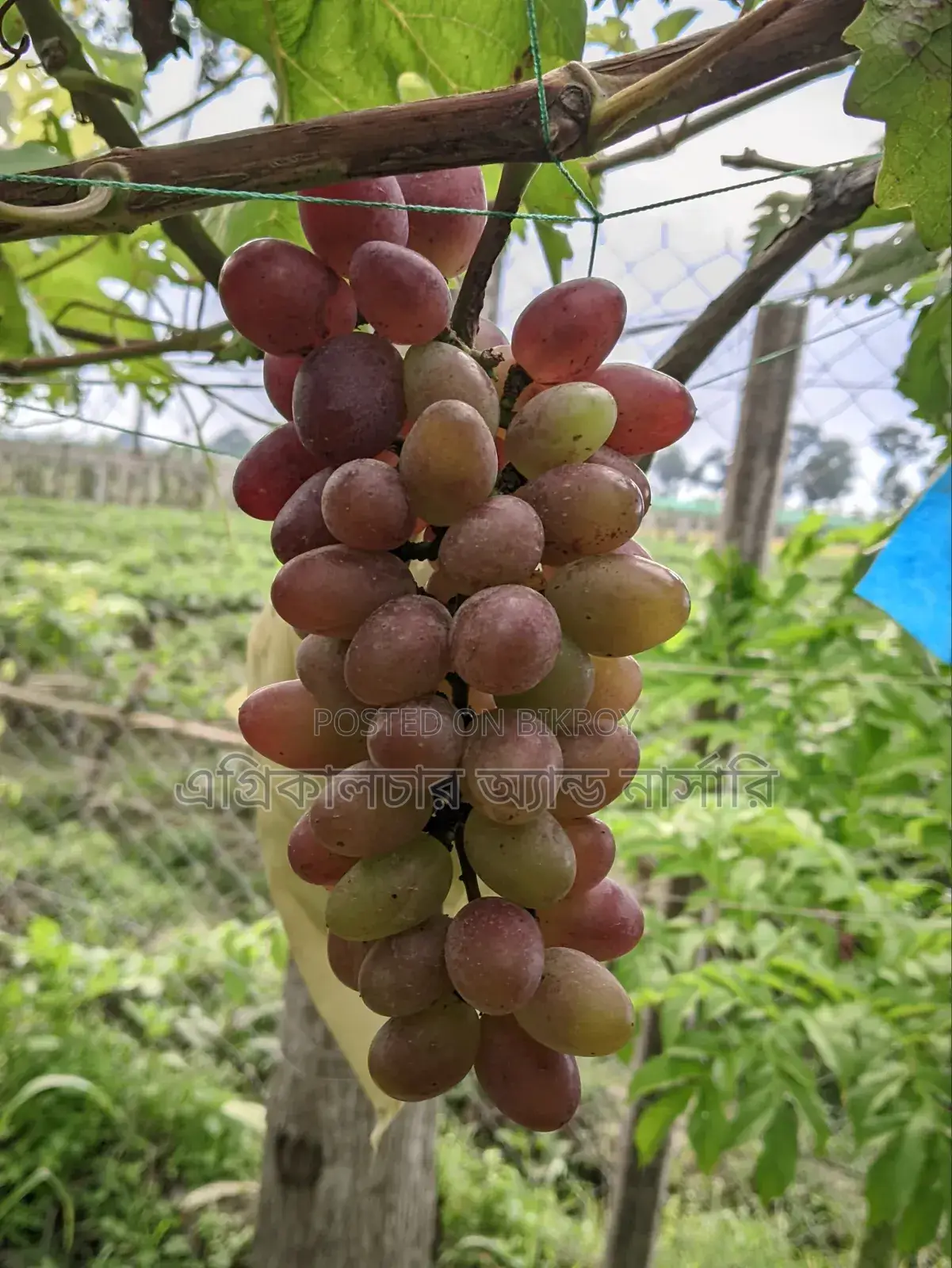 Russian Baikonur Grape Saplings