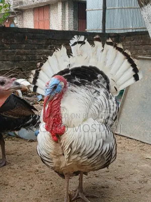 New Adult Turkey