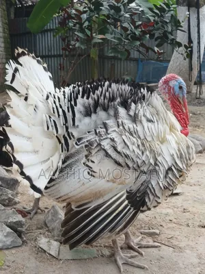 New Adult Turkey