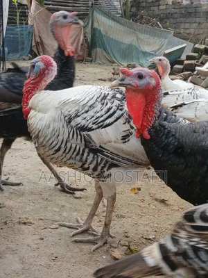 New Adult Turkey