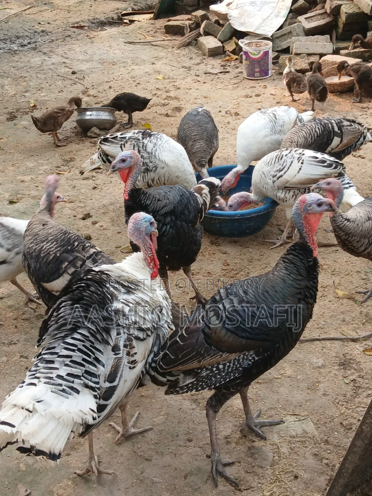 New Adult Turkey