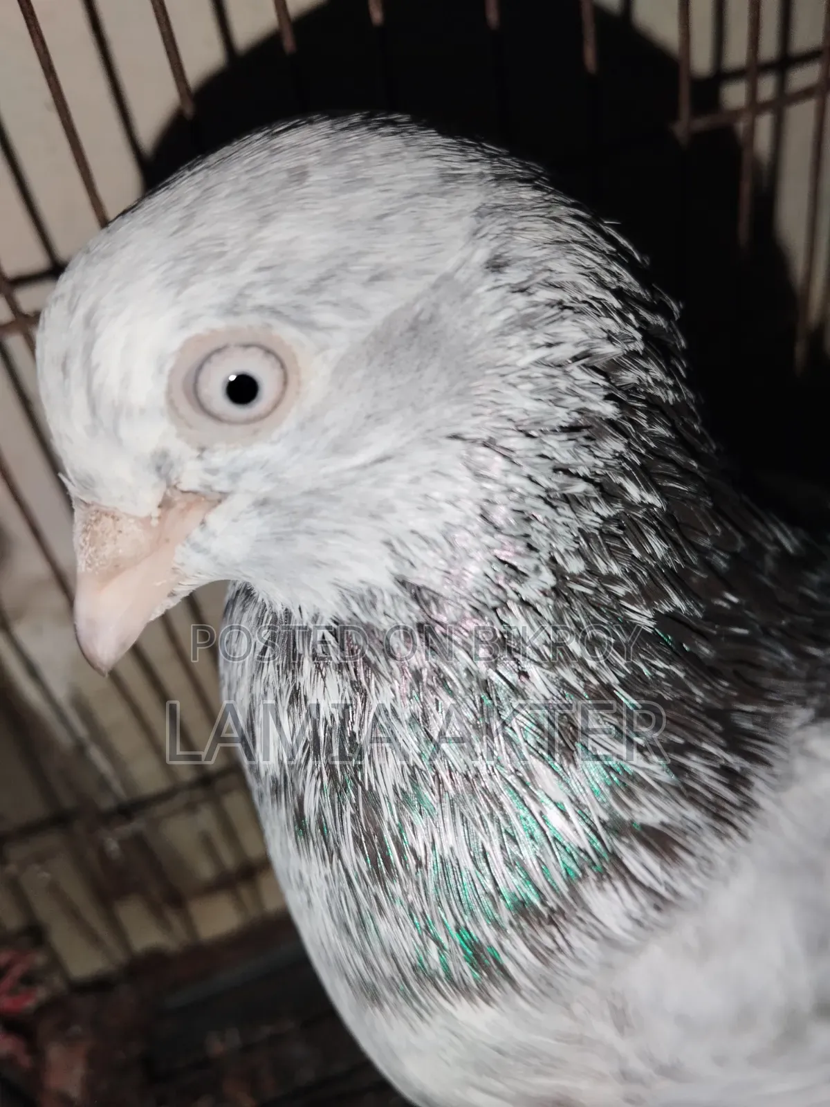 2 pairs of pigeons for sale, running pairs