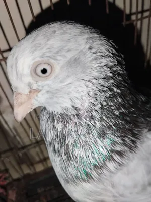 2 pairs of pigeons for sale, running pairs