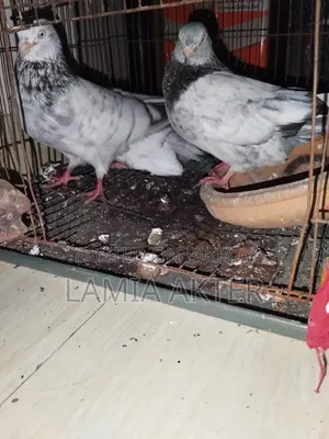 2 pairs of pigeons for sale, running pairs