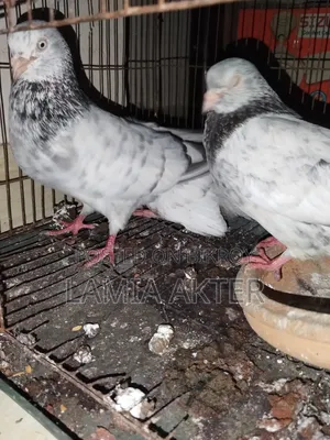 2 pairs of pigeons for sale, running pairs