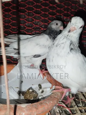 2 pairs of pigeons for sale, running pairs
