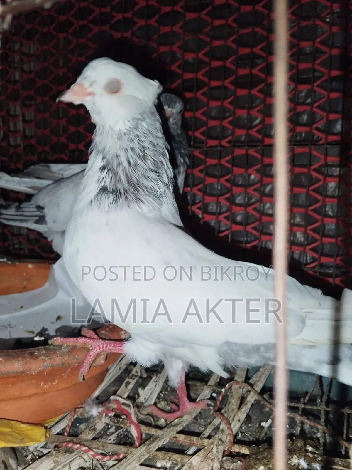 2 pairs of pigeons for sale, running pairs