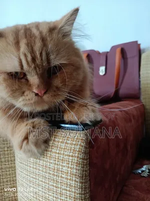 1+ Year Male Purebred Persian Cat