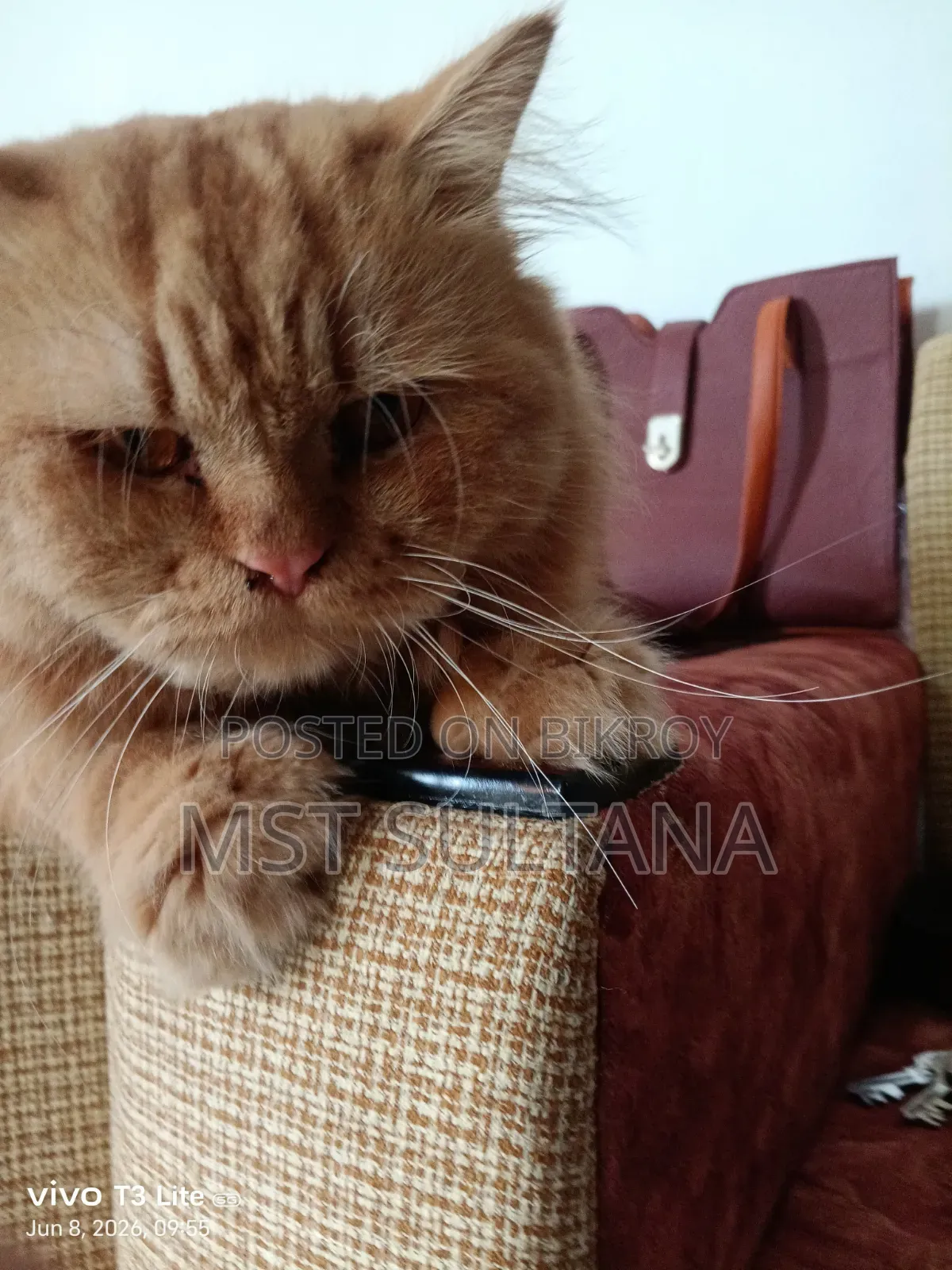 1+ Year Male Purebred Persian Cat