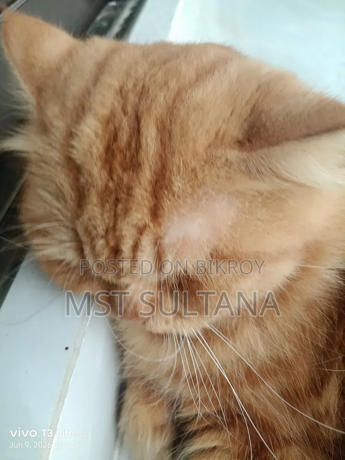 1+ Year Male Purebred Persian Cat