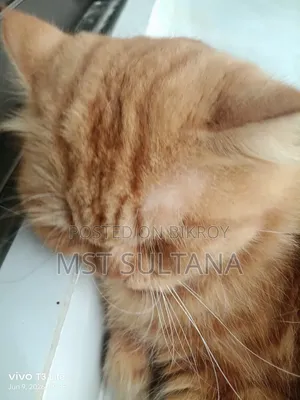 1+ Year Male Purebred Persian Cat