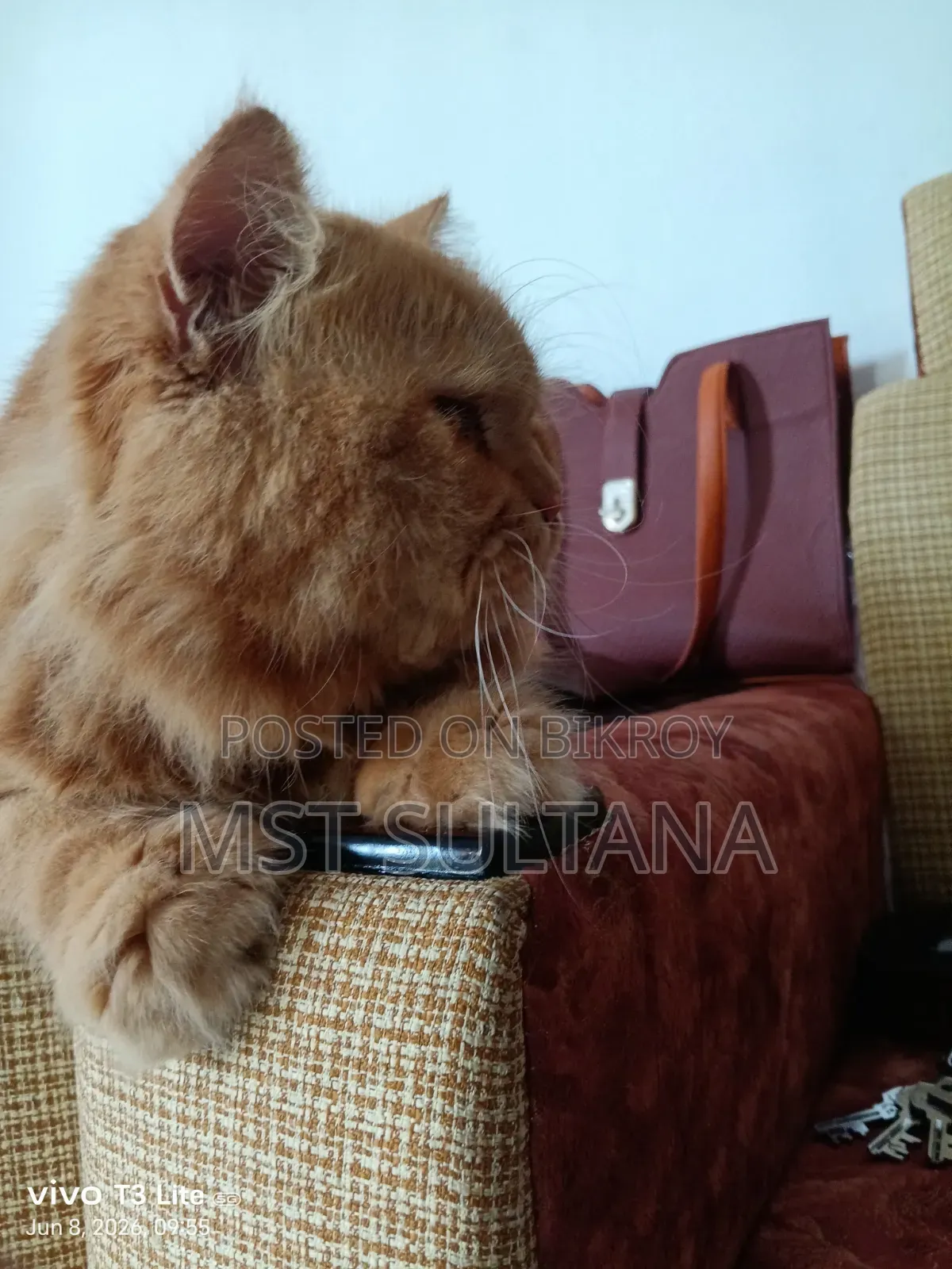 1+ Year Male Purebred Persian Cat
