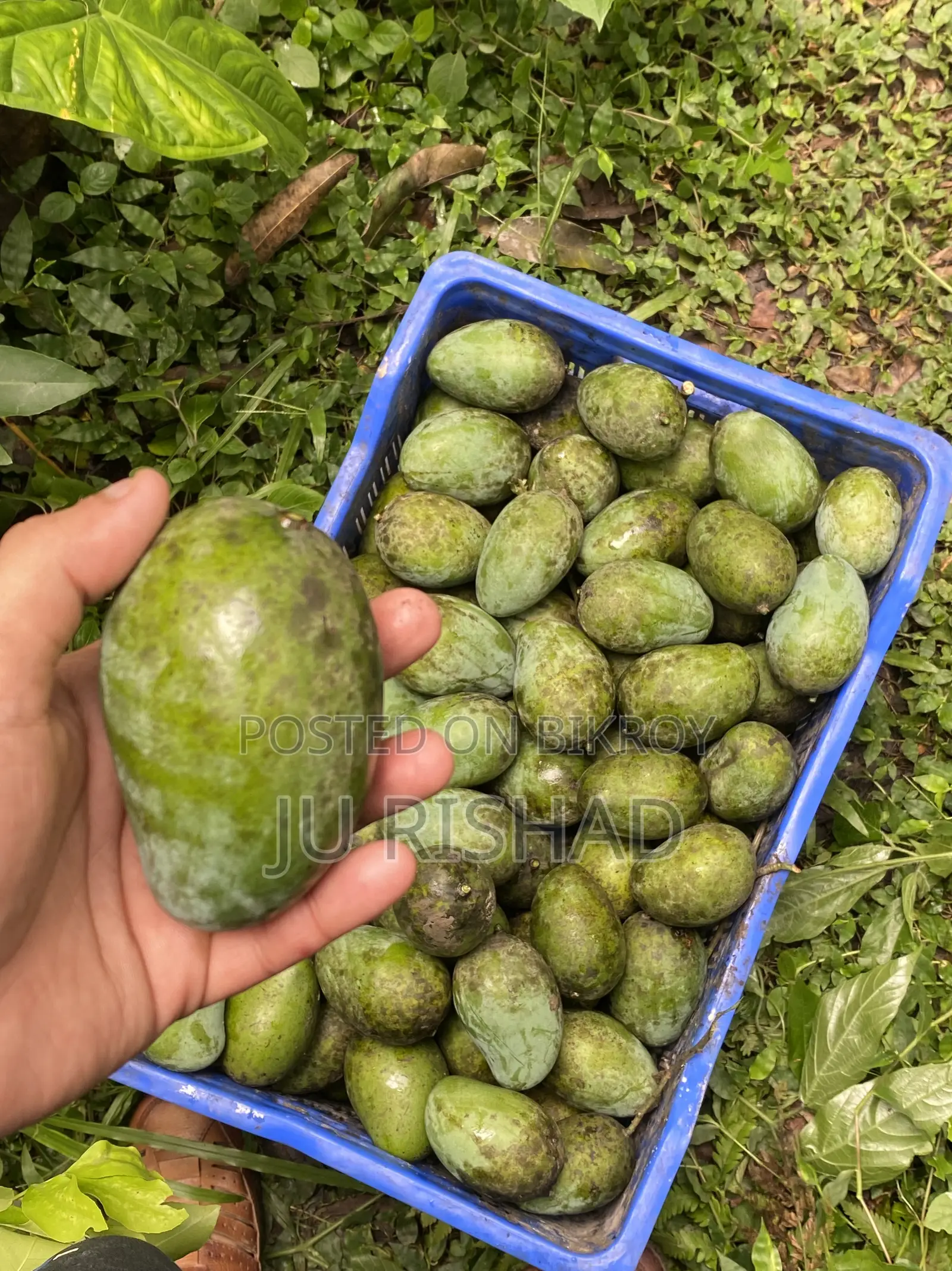Pure Rupali Mangoes directly from our own garden