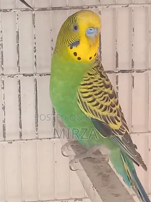 Budgerigar Bird