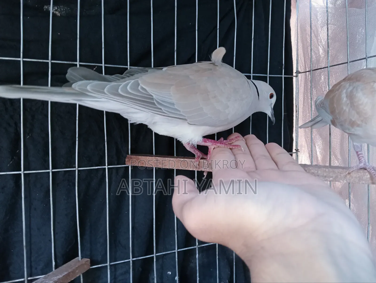 Dove Bird