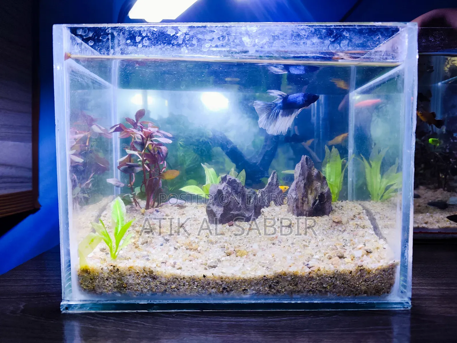 Desktop Betta Planted Tank