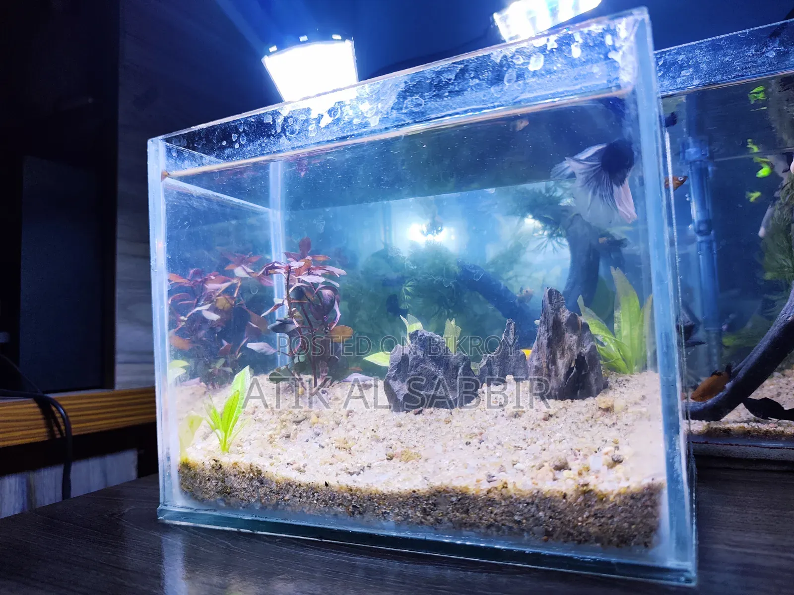 Desktop Betta Planted Tank