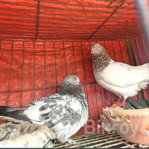 A pair of Giribaz pigeons for sale